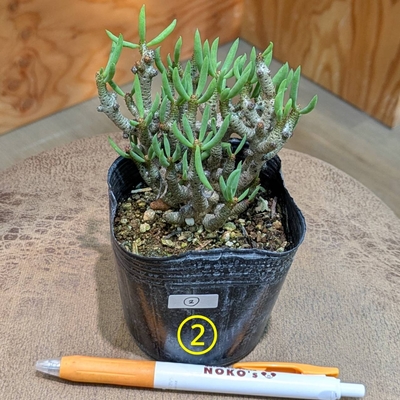 【ちびサっこサイズ👶✨】チレコドン ブックホルジアヌス ３号 ②