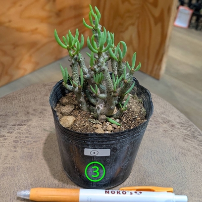 【ちびサっこサイズ👶✨】チレコドン ブックホルジアヌス ３号 ②