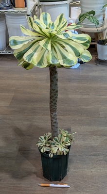 アエオニウム 燕姿(えんし) ５.５号 ◎現品販売◎