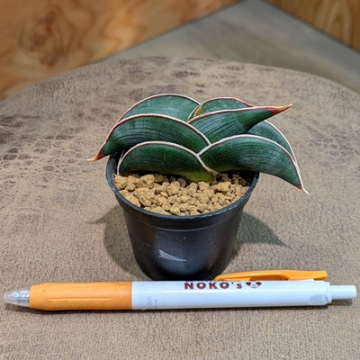 【ちびっこサイズ👶✨】サンスベリア ロリダ ２号