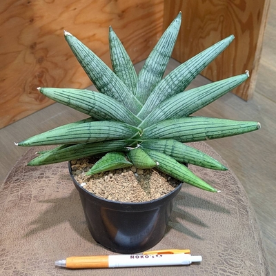 サンスベリア ルーキー ４号