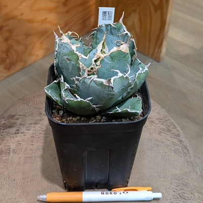 アガベ 白鯨 ３.５号