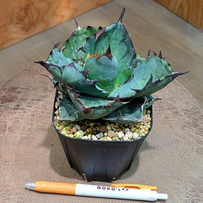 アガベ チタノタ ブラック＆ブルー ３.５号