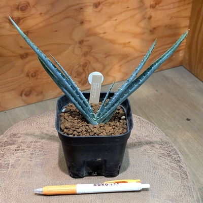 アロエ スプラフォリアータ ３号  ◎現品販売◎