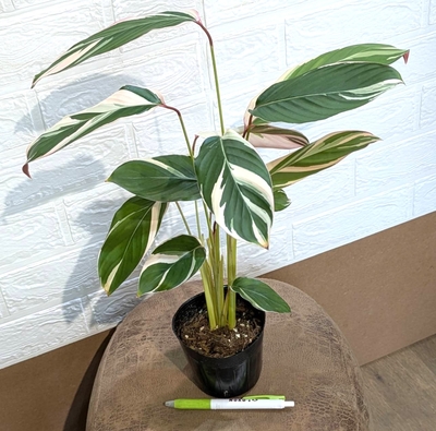 マランタ アルンディナセア ３.５号