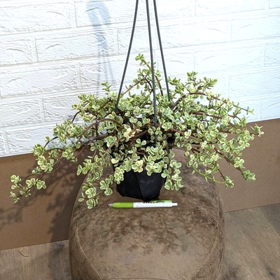 ポーチュラカ アフラ ５号