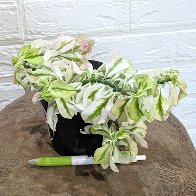 『矮性品種✨』ペディランサス ゴースト ３.５号 