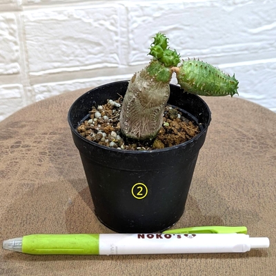 ◎ 新入荷 ◎ | NOKO's