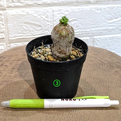 ◎ 新入荷 ◎ | NOKO's