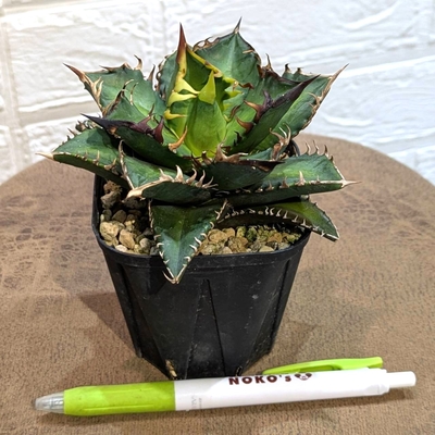 アガベ チタノタ レッドキャットウィーゼル ３号