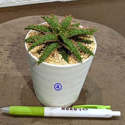 アロエ カスティロニアエhyb ３号 ④ ◎現品販売◎