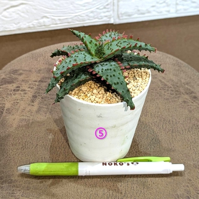 アロエ カスティロニアエhyb ３号 ⑤ ◎現品販売◎