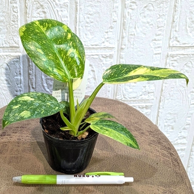 フィロデンドロン グリーンコンゴ バリエガータ ２.５号