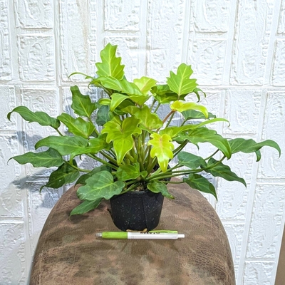 フィロデンドロン ゴールデンザナドゥ ３.５号 