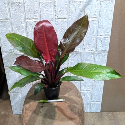 フィロデンドロン サンレッド ３.５号 