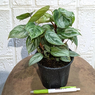 フィロデンドロン ソディロイ ３.５号