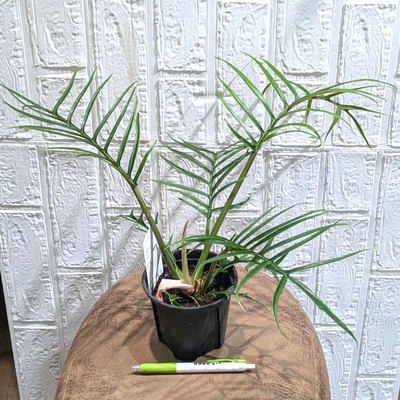 フィロデンドロン トータム ３.５号 