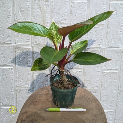 フィロデンドロン バーキン ３.５号 ② ◎現品販売◎