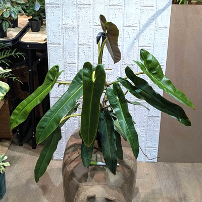 フィロデンドロン アダパポエンセ ５号 ◎現品販売◎