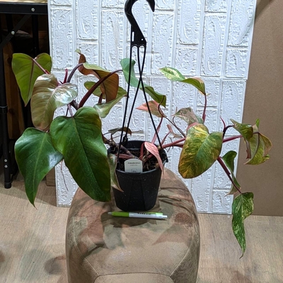 フィロデンドロン ストロベリーシェイク ５号 ◎現品販売◎