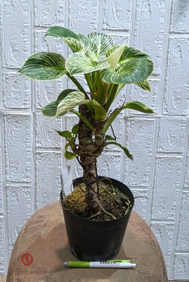 フィロデンドロン バーキン５号 ① ◎現品販売◎