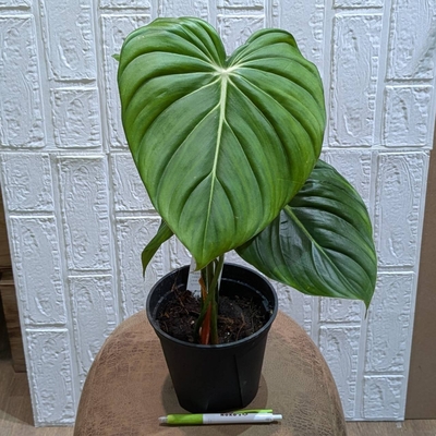 フィロデンドロン マクドゥーエル ５号 ◎現品販売◎