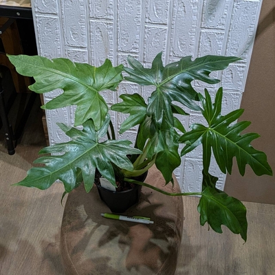 フィロデンドロン マヨイタヒチ ５号