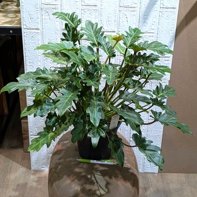 フィロデンドロン クッカバラ ６号