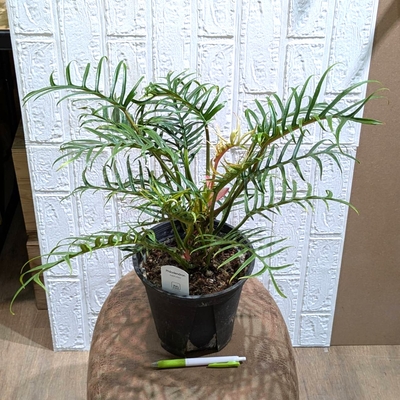 フィロデンドロン トータム ６号 