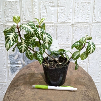 ◎ 新入荷 ◎ | NOKO's