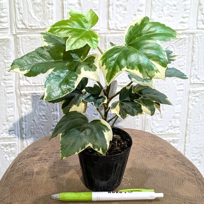 ◎ 新入荷 ◎ | NOKO's