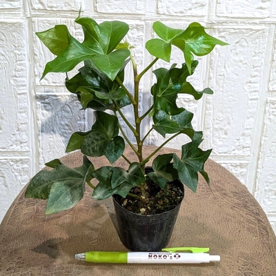 ヘデラ ファトスヘデラ カーリータイプ ２.５号