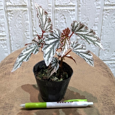 ◎ 新入荷 ◎ | NOKO's