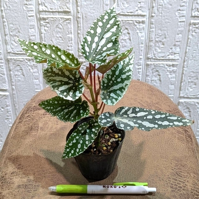 ベゴニア スポットライトグリーン ２.５号