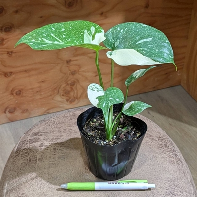 モンステラ タイコンステレーション ３.５号 クリスマス特価