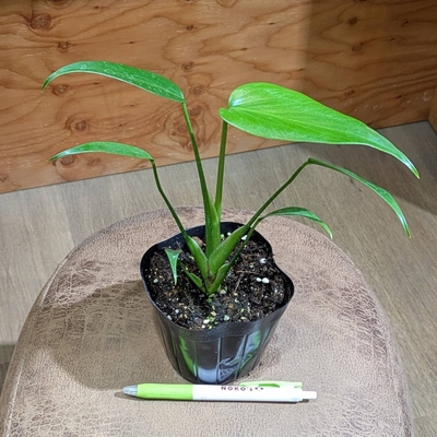 モンステラ バールマルクスフレーム ３.５号 クリスマス特価