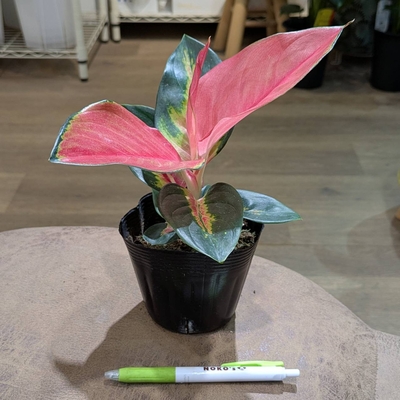 アグラオネマ タイランドレッド ３.５号