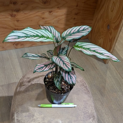 カラテア ホワイトスター ３.５号