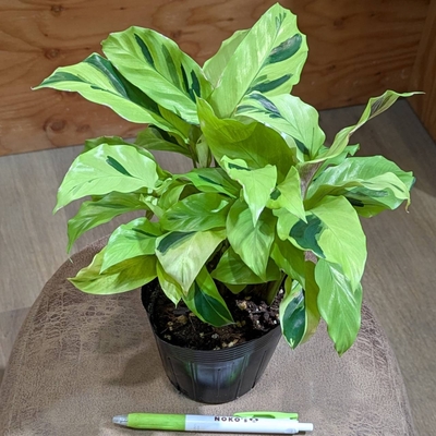 カラテア タイビューティー ３.５号