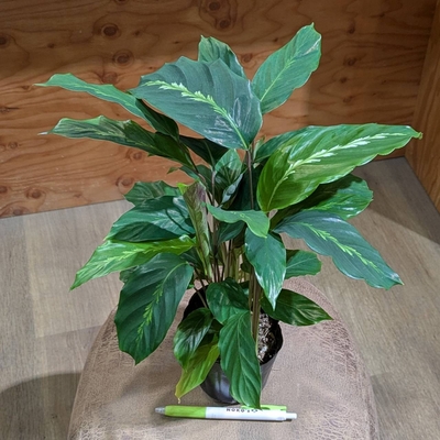 カラテア マウイクイーン ３.５号