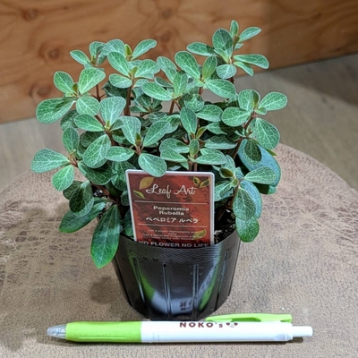 ペペロミア ルベラ ３号