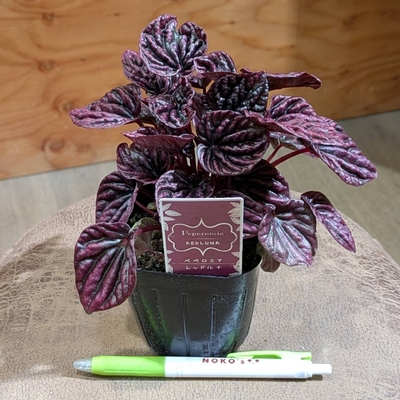 ペペロミア レッドルナ ３号 