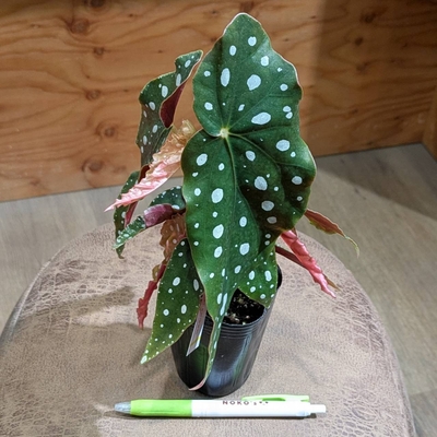 ベゴニア マクラータ ２.５号