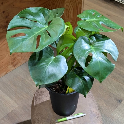 モンステラ ６号