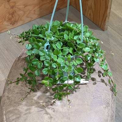 カランコエ フィフィ ３.５号