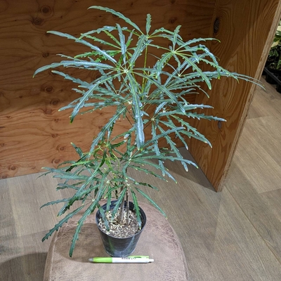 アラレア ３.５号