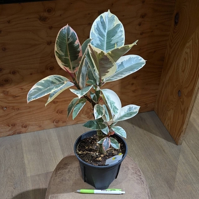 フィカス ティネケ ５号