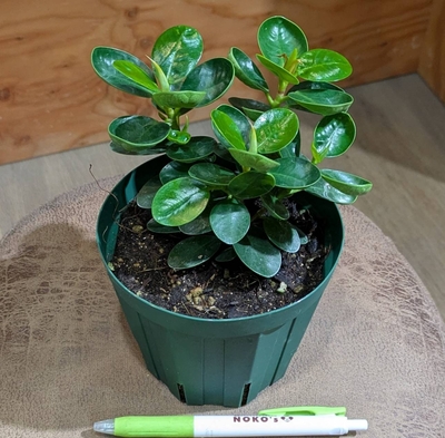 コパンダガジュマル ３.５号 