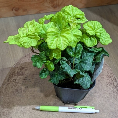 ヘデラ リンダ ３.５号