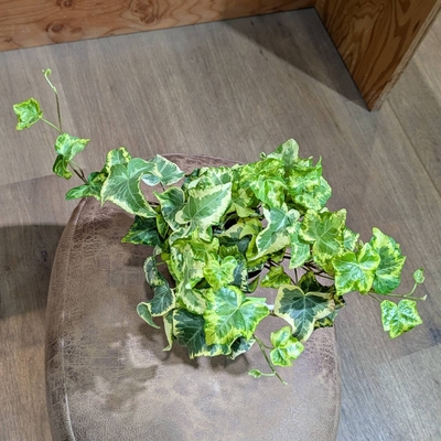 ヘデラ Ｈ.ゴールデンリング ３.５号